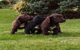 Sprocker dogs for sale: Stunning Sprocker Spaniel puppies  - Image 1