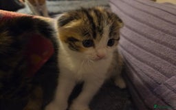 Scottish Fold cats for sale: Beautiful Scottish Folds - Image 13