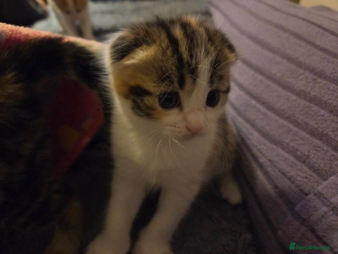 Scottish Fold cats for sale: Beautiful Scottish Folds - Image 13