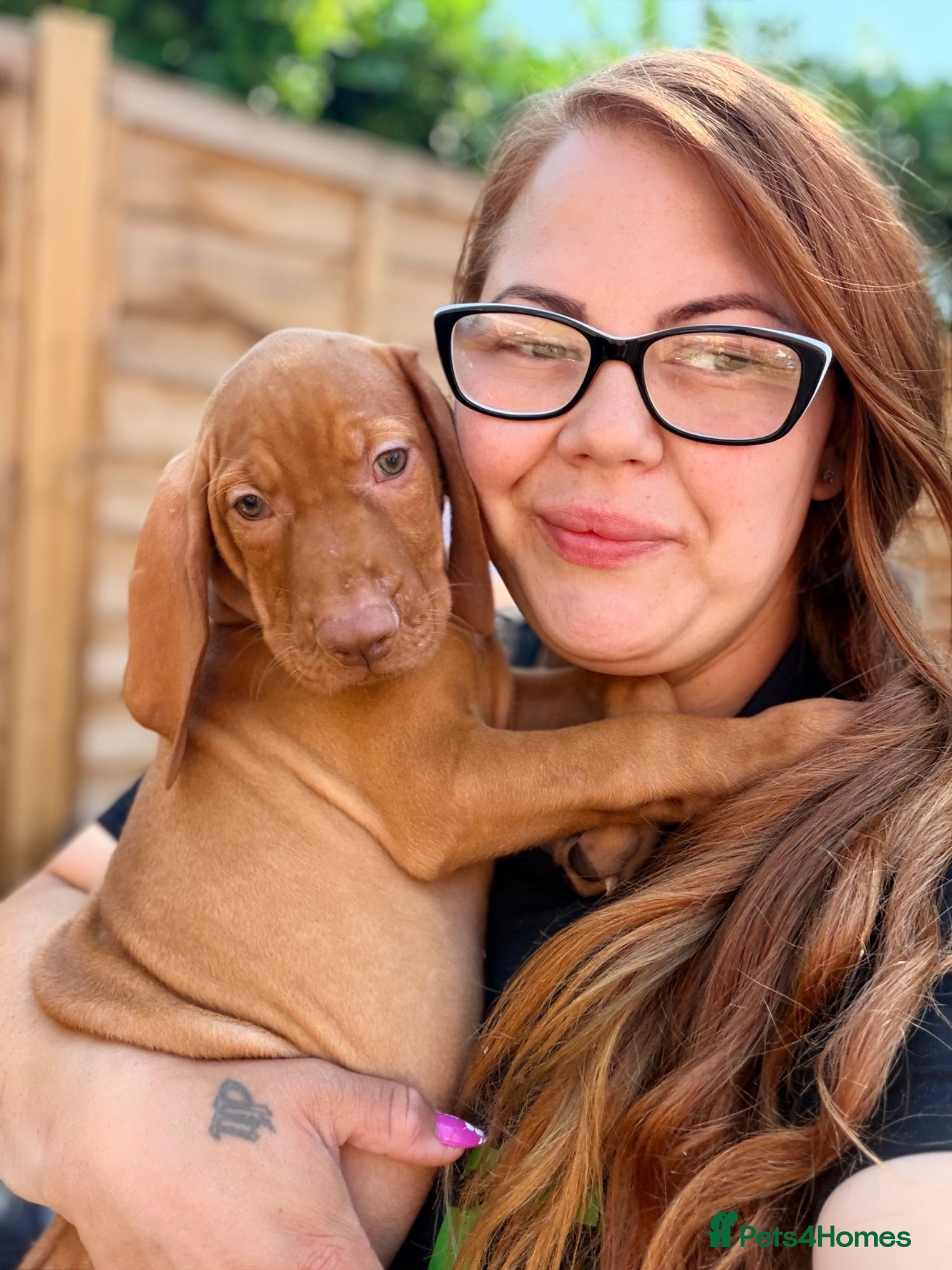 Hungarian Vizsla dogs Premium Male Hungarian Vizsla Puppies ONLY 1  - Advert 1