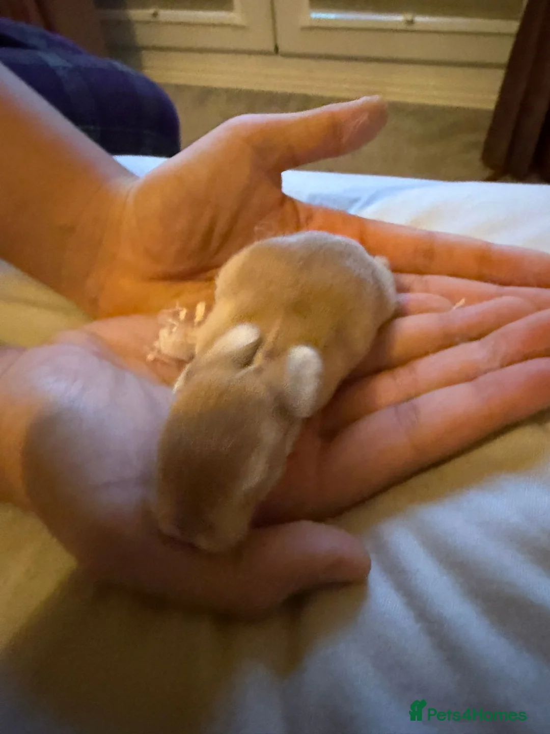 Mini Lop rabbits for sale: 3x Mini Lop Bunnies to reserve  - Advert 2