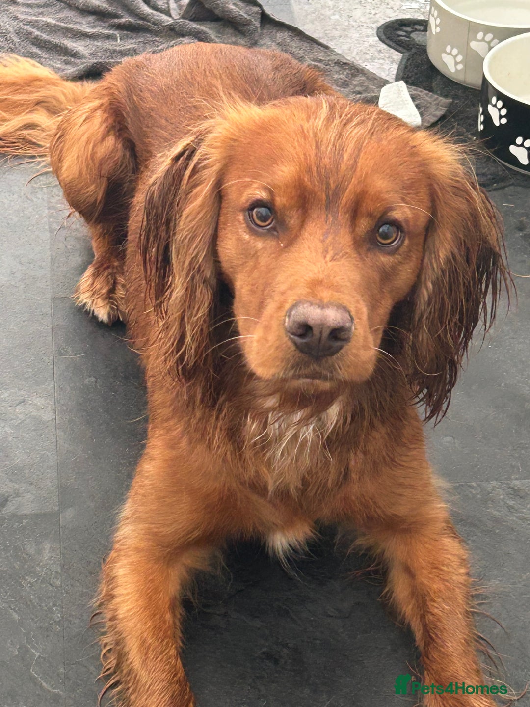 Cocker Spaniel dogs for stud: Working cocker for stud - Advert 3