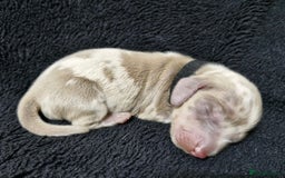 Miniature Dachshund dogs for sale: 🌟QUALITY KC REG & PRA CLR MINIATURE DACHSHUNDS🌟 - Image 12