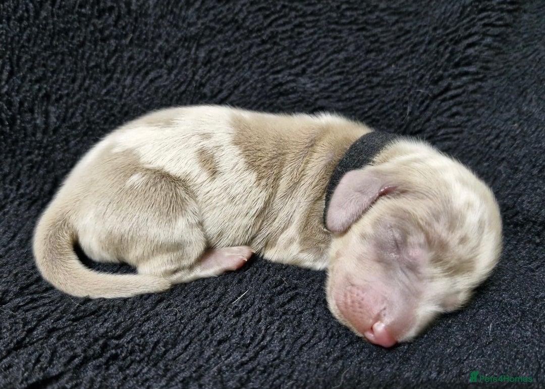 Miniature Dachshund dogs for sale: 🌟QUALITY KC REG & PRA CLR MINIATURE DACHSHUNDS🌟 - Image 12
