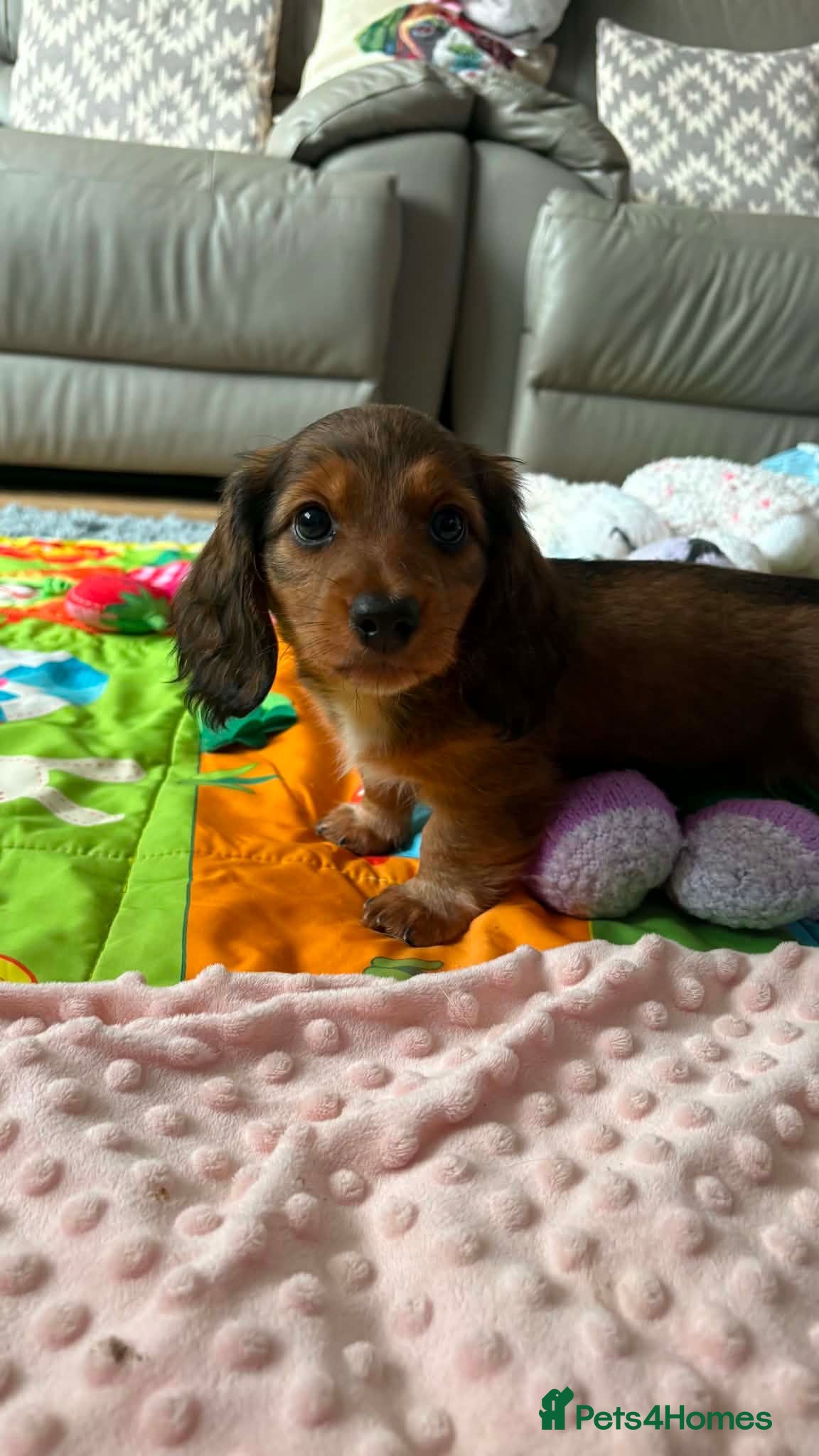 Dachshund dogs  Stunning Miniature longhaired dachshund puppies  - Advert 2