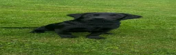 Labrador Retriever dogs for sale: Black Labrador girl kc reg 5th - Advert 1