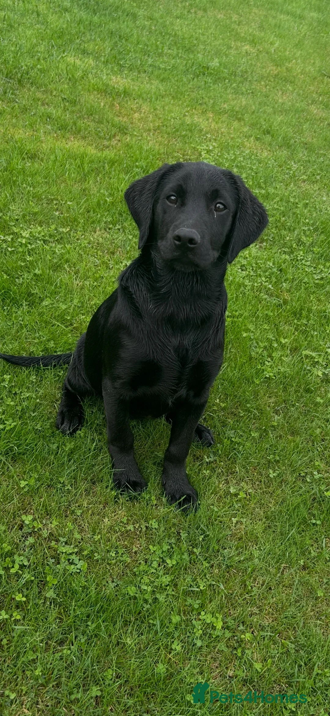 Labrador Retriever dogs for sale: Black Labrador girl kc reg 5th - Advert 1