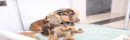Cocker Spaniel dogs for sale: Kennel Club Registered Show Type Cocker puppies - Advert 29