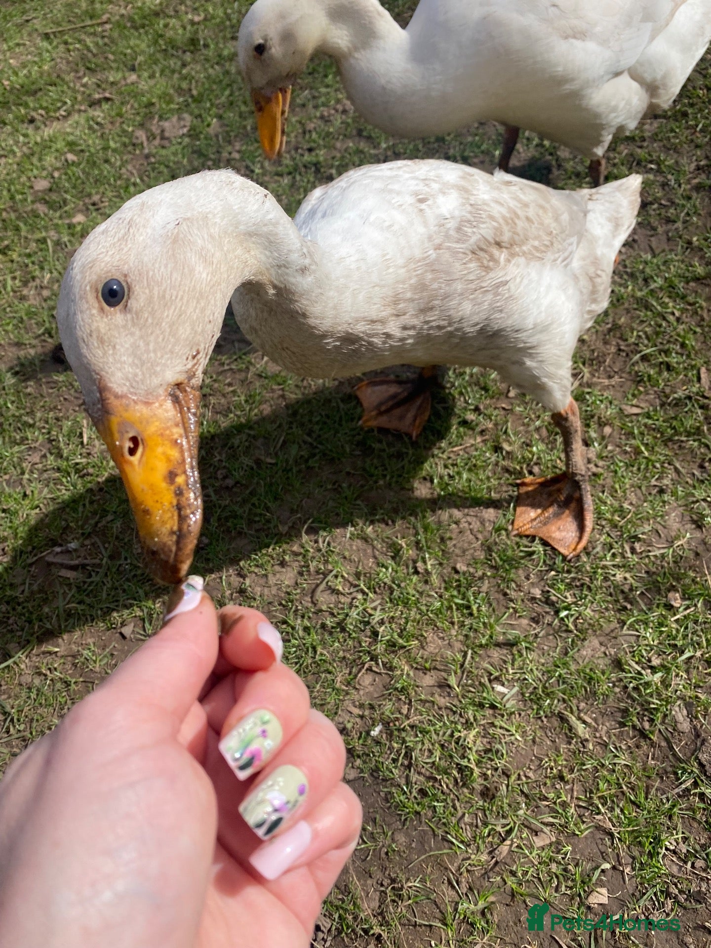 Ducks poultry Indian runner duck/female  - Advert 16