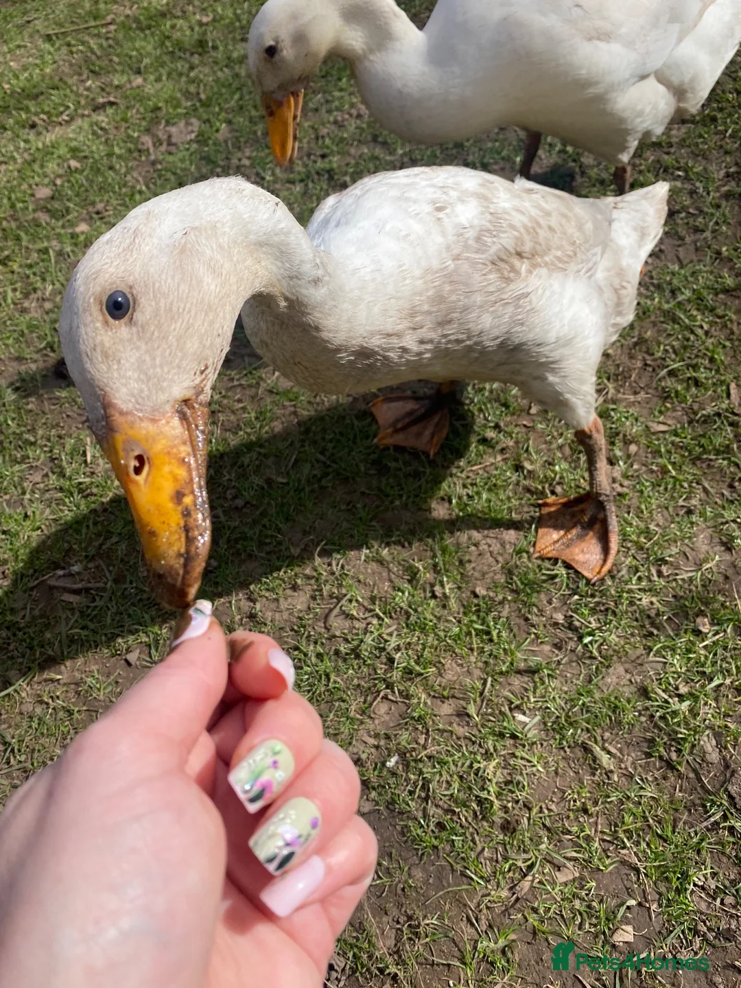 Ducks poultry for sale: Indian runner duck/female  - Advert 1