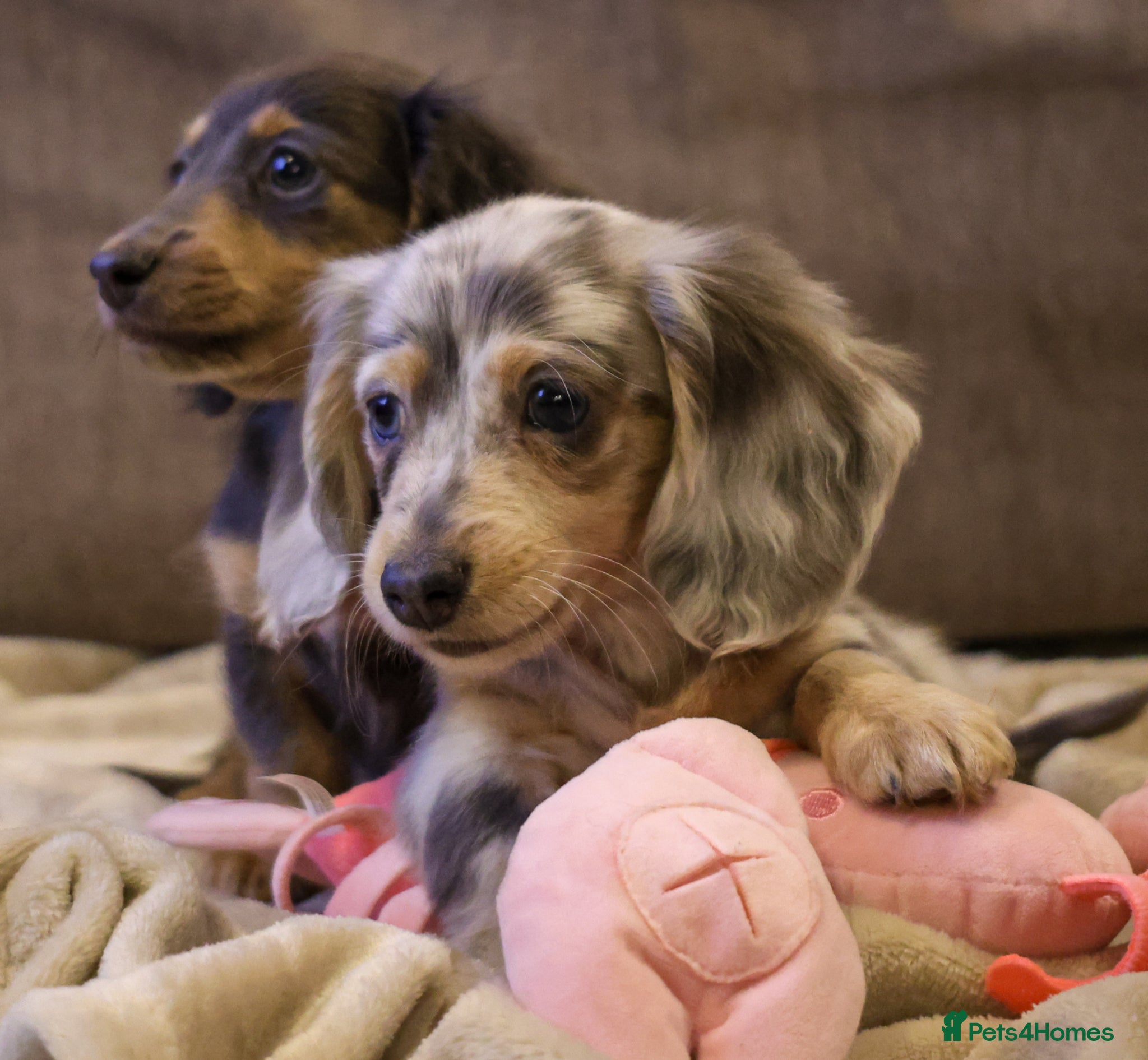 Miniature Dachshund dogs Stunning long haired miniature dachshund boys - Advert 1