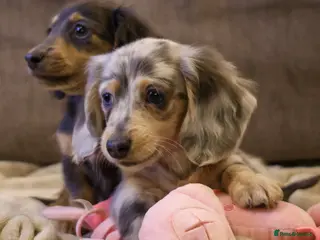 Miniature Dachshund dogs Stunning long haired miniature dachshund boys - Advert 1