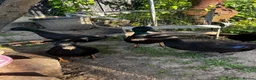 Ducks poultry for sale: East Indian ducks  in Gosport - Advert 6