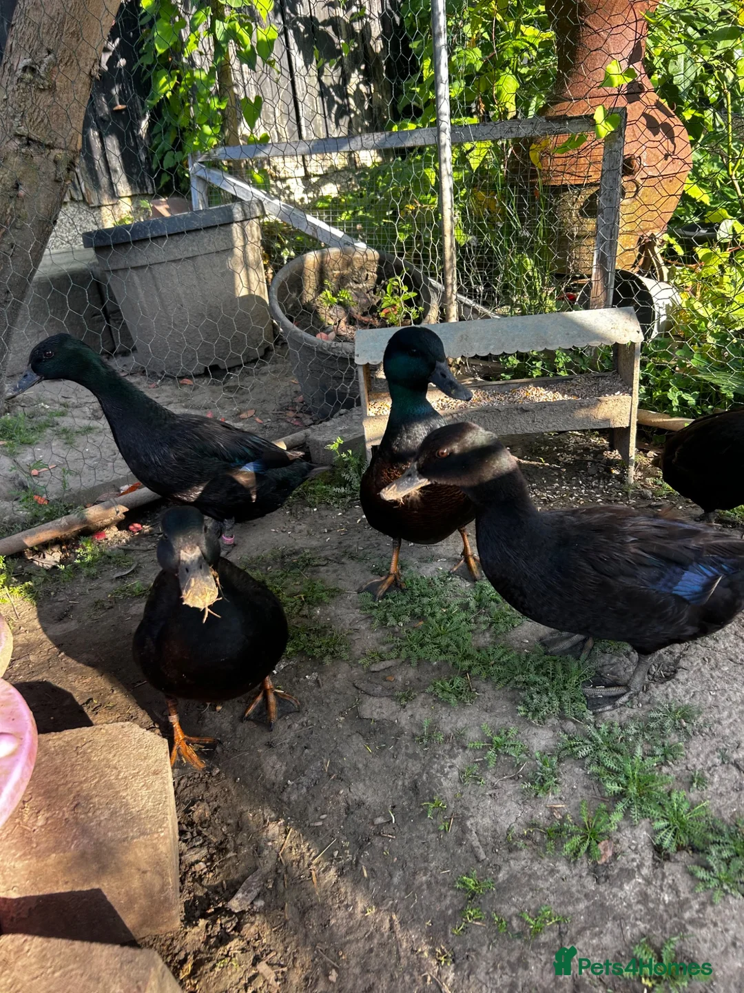 Ducks poultry for sale: East Indian ducks  in Gosport - Advert 6