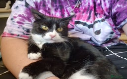 Domestic Shorthair cats for adoption: Itty bitty Beanie - Image 2