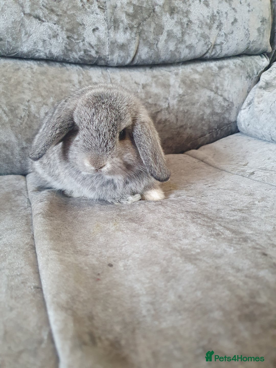 Mini Lop rabbits for sale: 2 gorgeous mini lop babies  - Image 7