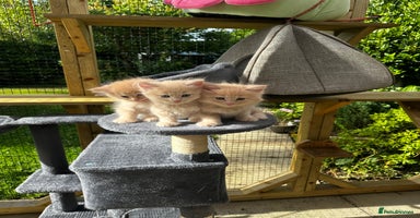 Ragcoon cats - Advert 10