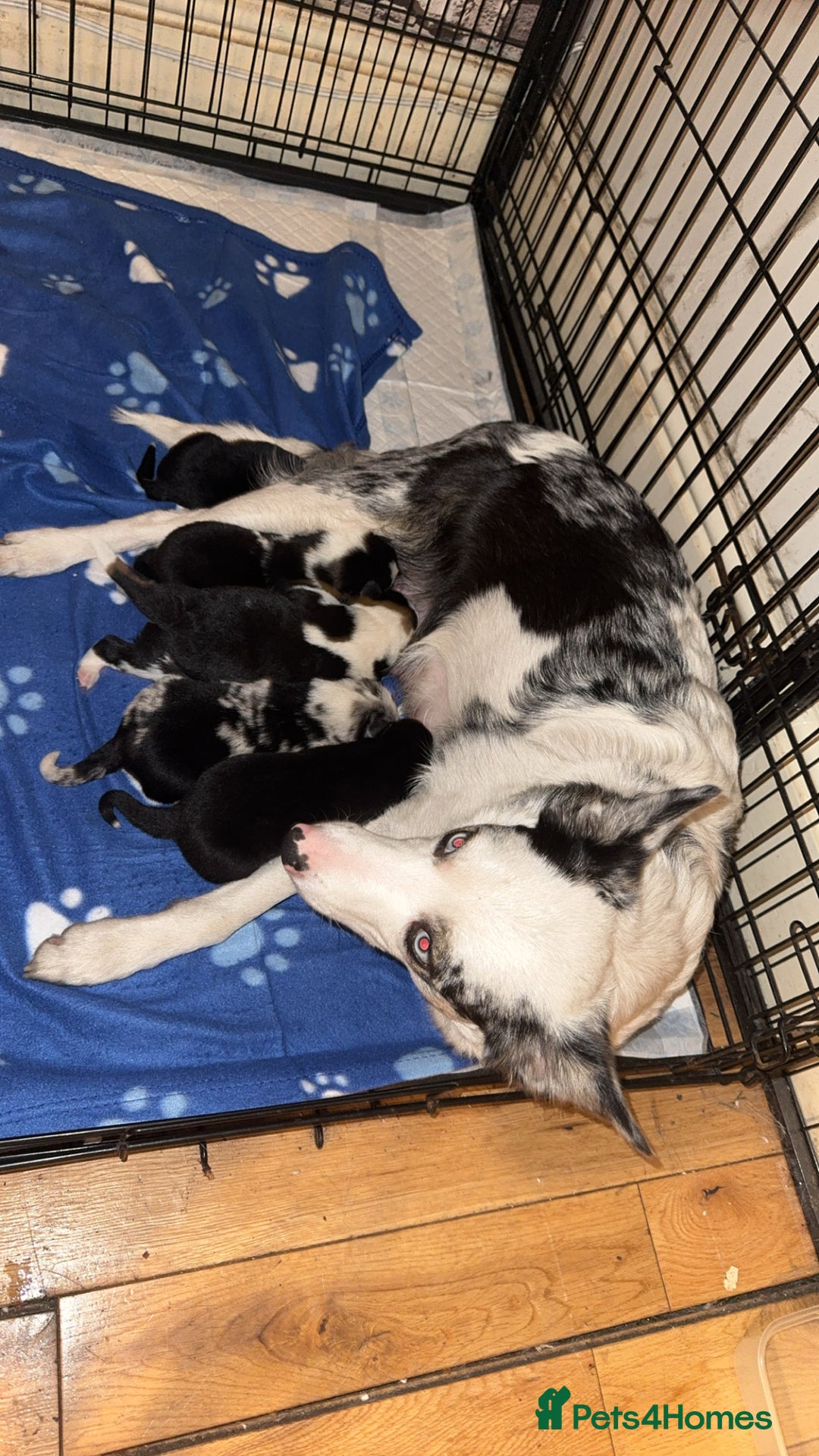 Mixed Breed dogs for sale: Shollie puppies  - Image 7