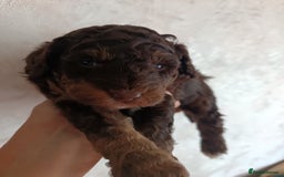 Labradoodle dogs for sale: Mini Labradoodles  - Image 4