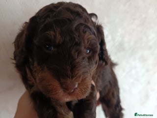 Labradoodle dogs - Advert 7