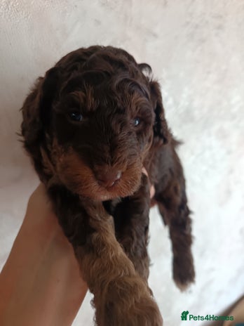 Labradoodle dogs - Advert 3