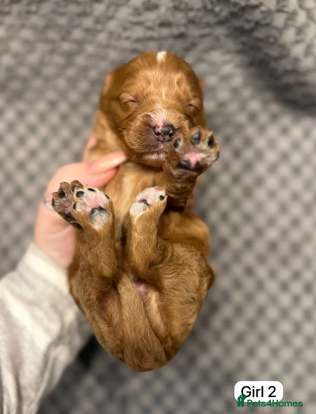 Cavapoo dogs for sale: Cavapoo Puppies - Advert 30