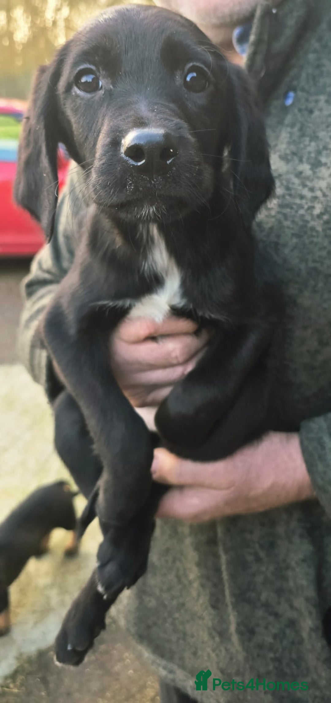 Springador dogs for sale: Adorable springerdor puppies - Advert 6