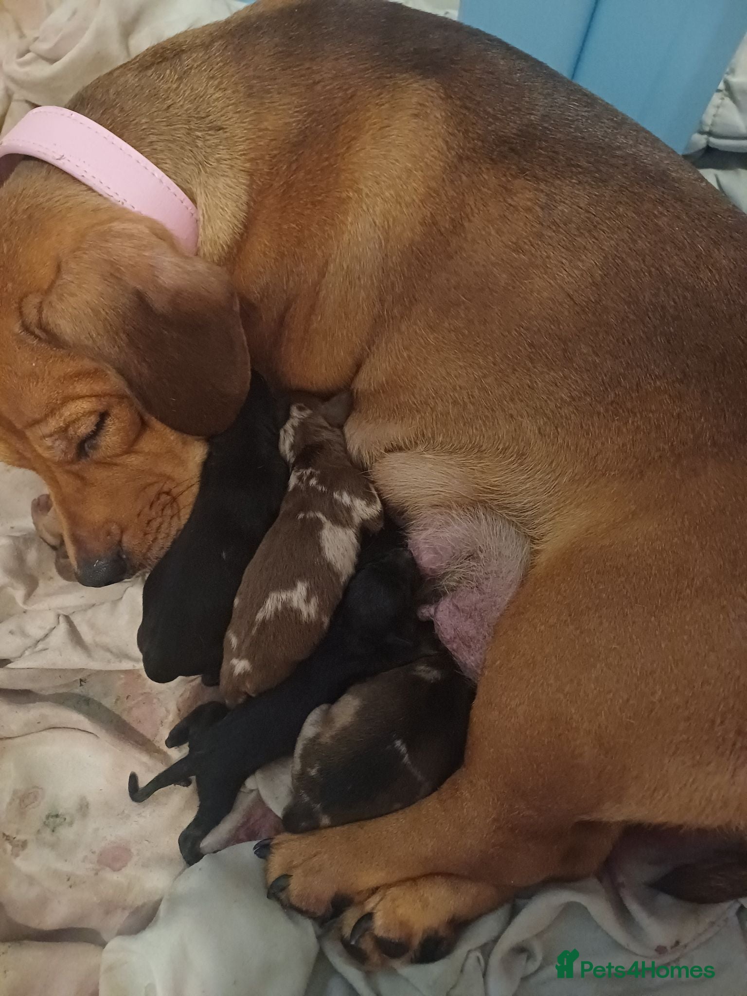 Mixed Breed dogs Bulldach puppies - Advert 8