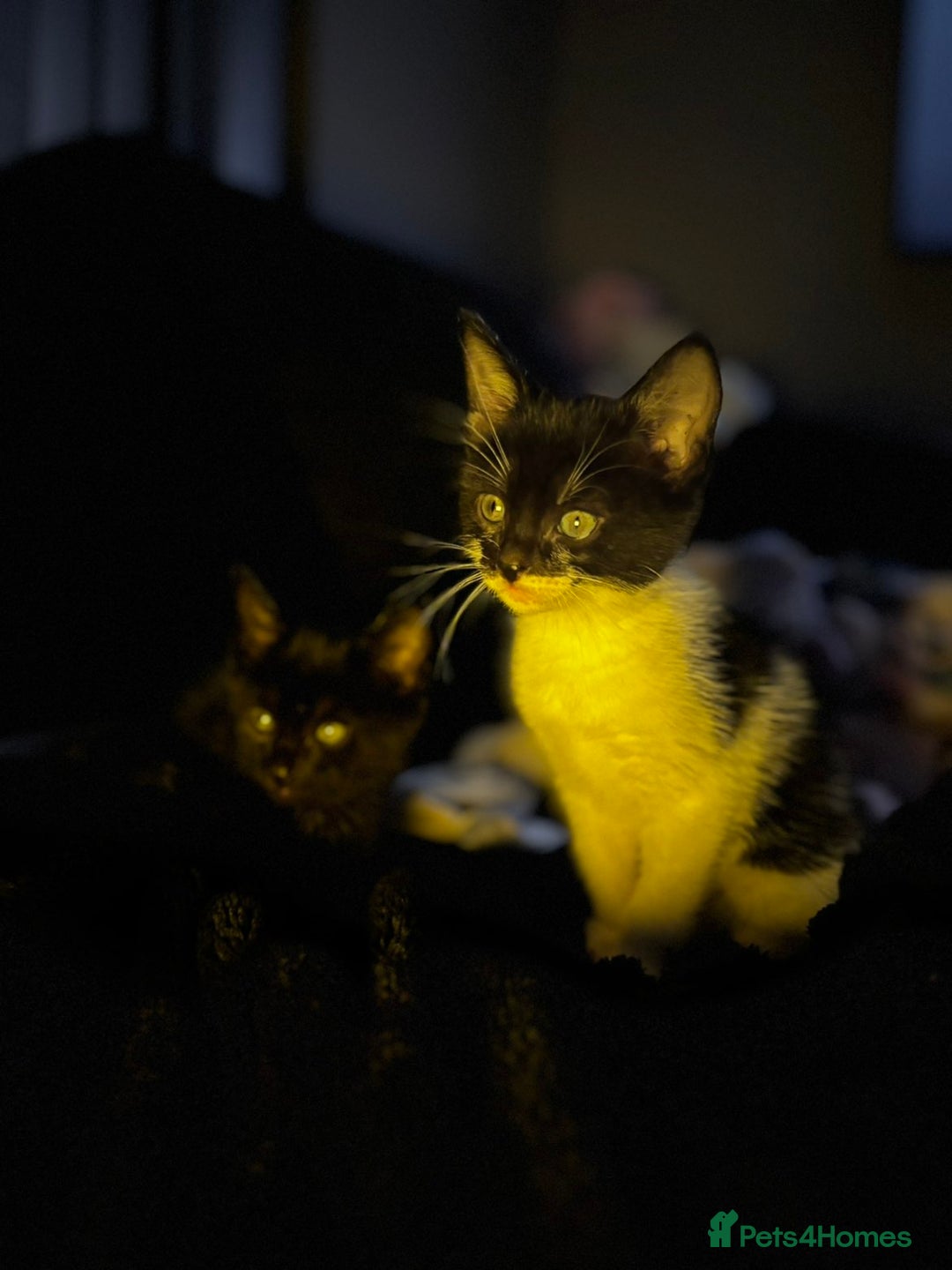 Mixed Breed cats for sale: Kittens  - Advert 3