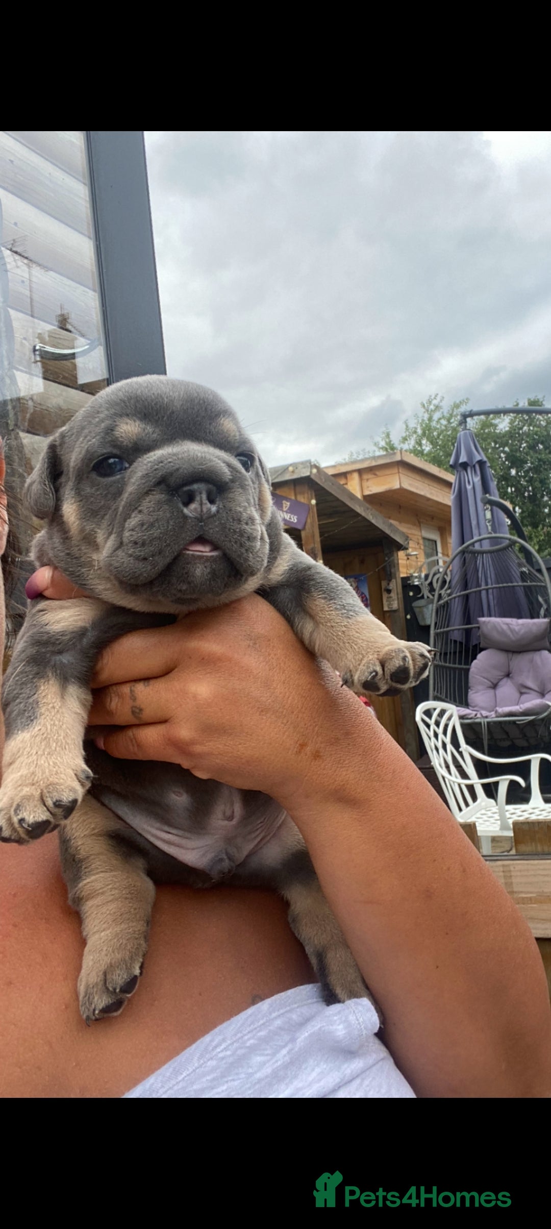 English Bulldog dogs for sale: KC REGISTERED ENGLISH BULLDOGS  - Image 25