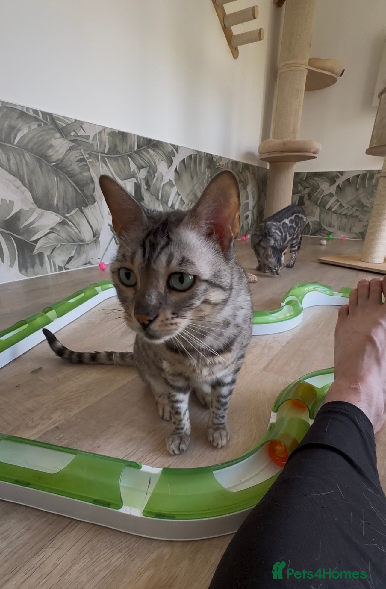 Bengal cats Retired breeding females - Advert 2