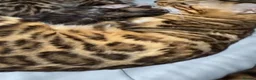 Bengal cats for sale: Bengal kitten - Advert 8