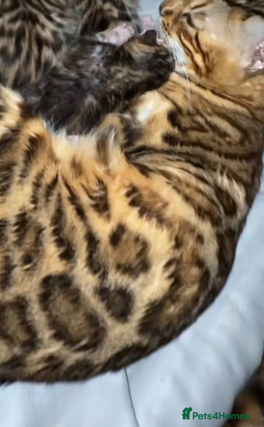 Bengal cats for sale: Bengal kitten - Advert 8