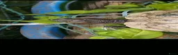 Turtle reptiles for sale: Water turtle  - Advert 4
