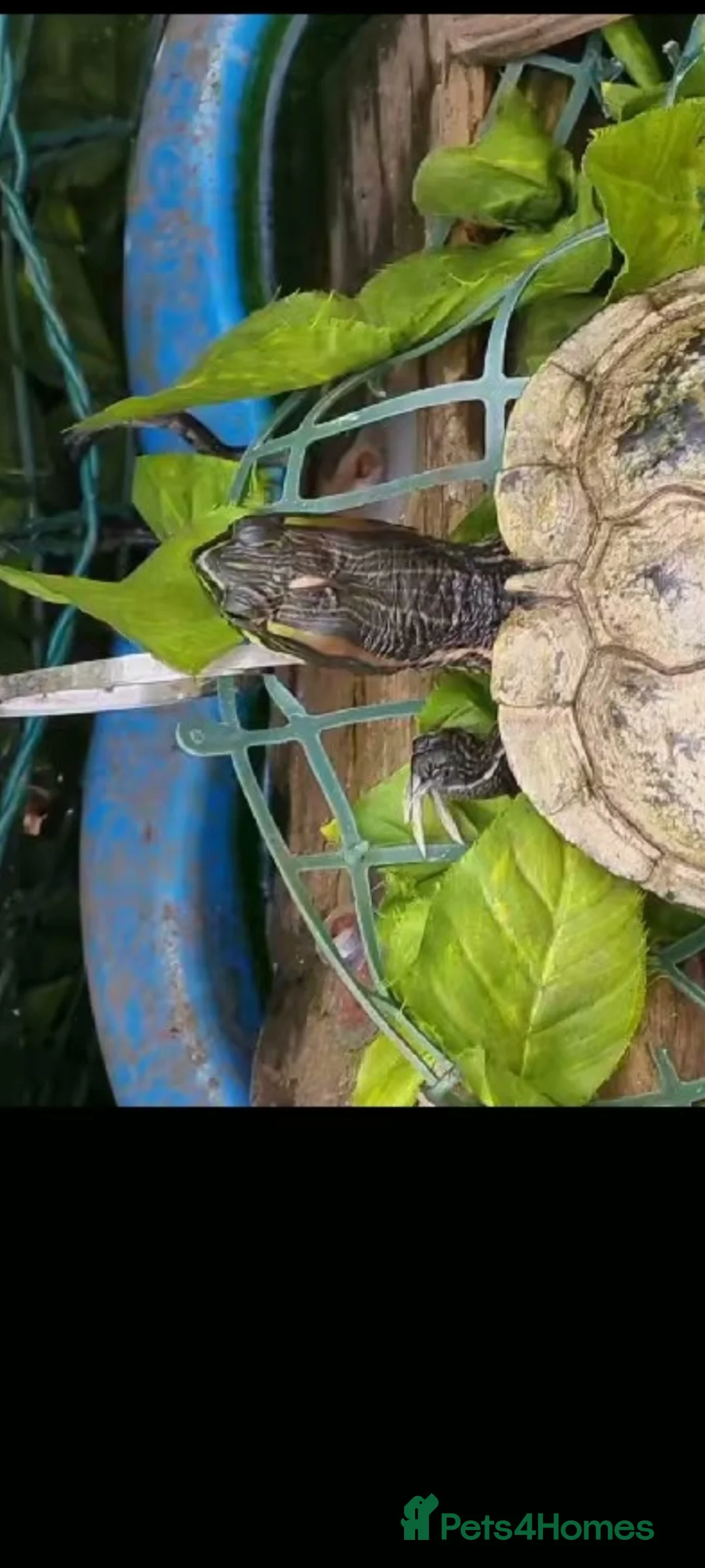 Turtle reptiles for sale: Water turtle  - Advert 4