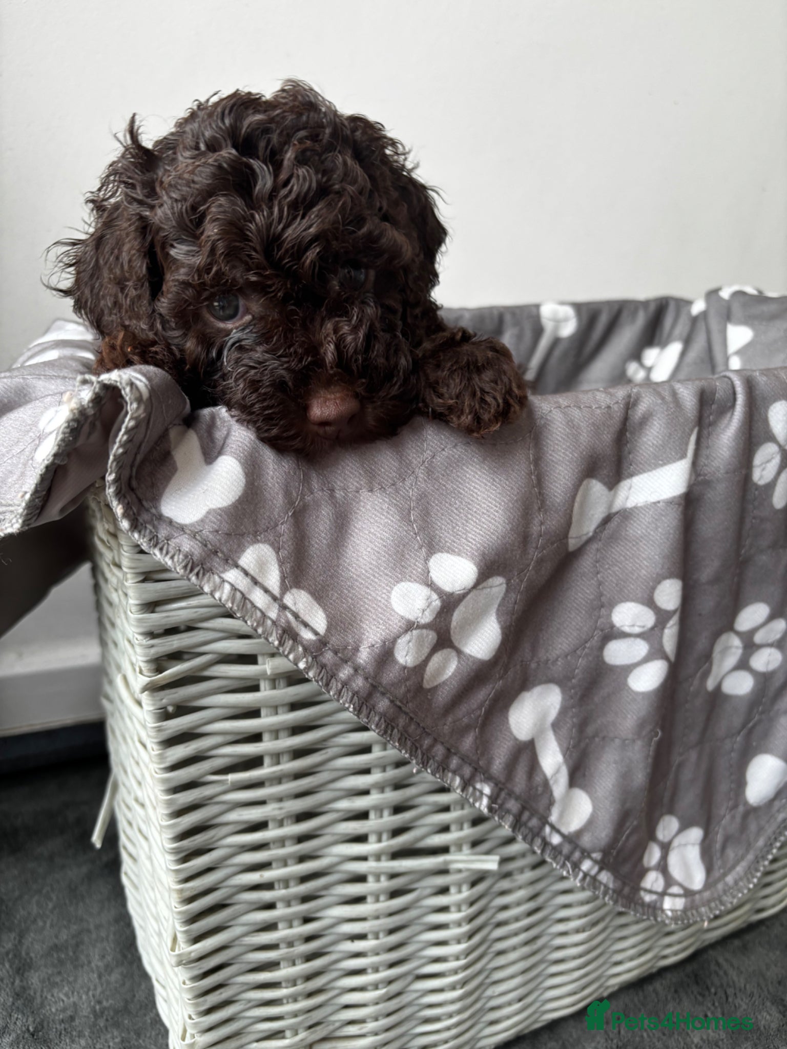 Cockapoo dogs Beautiful merle Cockapoo puppies  - Advert 5
