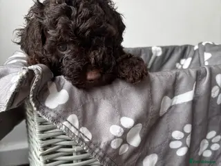 Cockapoo dogs Beautiful merle Cockapoo puppies - Advert 5
