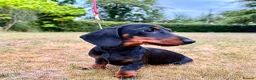 Miniature Dachshund dogs for sale: Exceptional Litter of KC Registered Puppies  - Advert 4