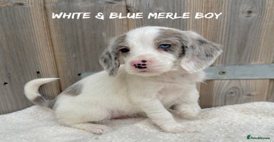 Mixed Breed dogs in Rhayader - Advert 6