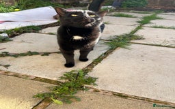 Domestic Shorthair cats for sale: Pretty black female cat - Image 4