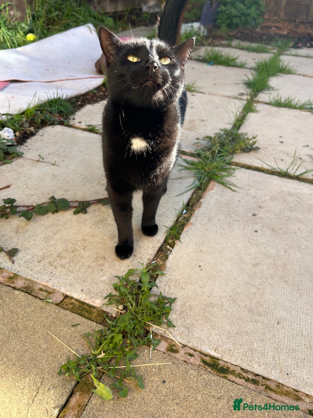 Domestic Shorthair cats for sale: Pretty black female cat - Image 4