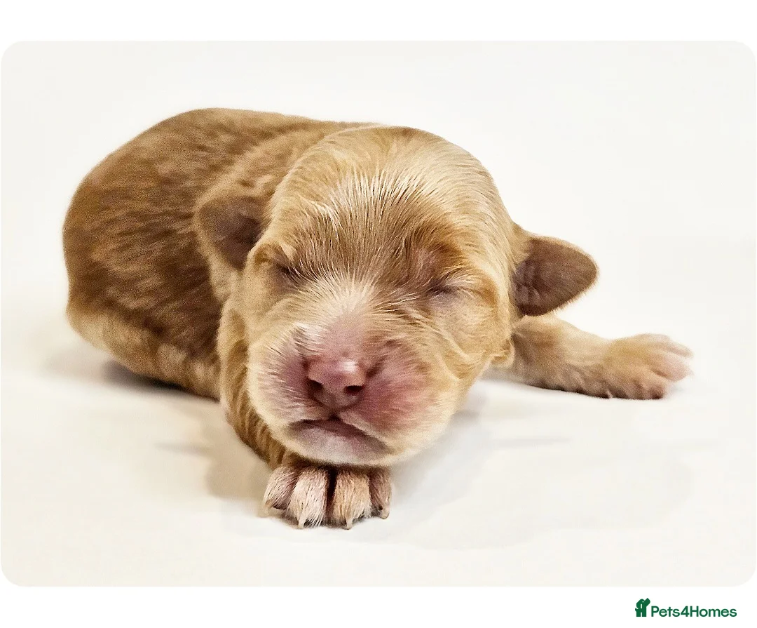 Australian Labradoodle dogs for sale: Australian labradoodles  - Advert 2