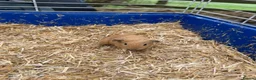 Guinea Pig rodents for sale: Beautiful litter of guinea pig pups - Advert 20