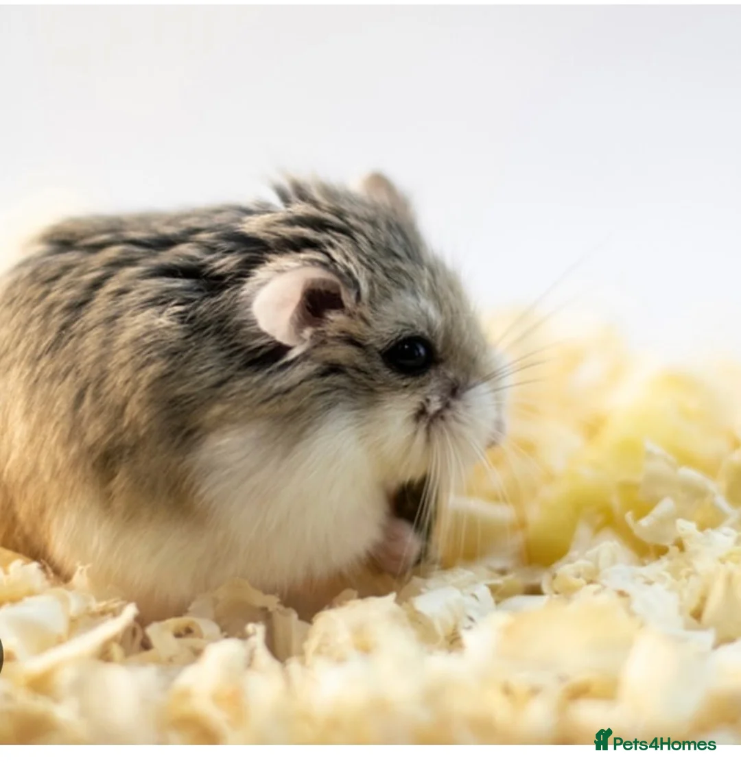 Hamster rodents for sale: hamster roborovski - Advert 1
