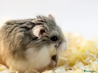 Hamster rodents hamster roborovski - Advert 9