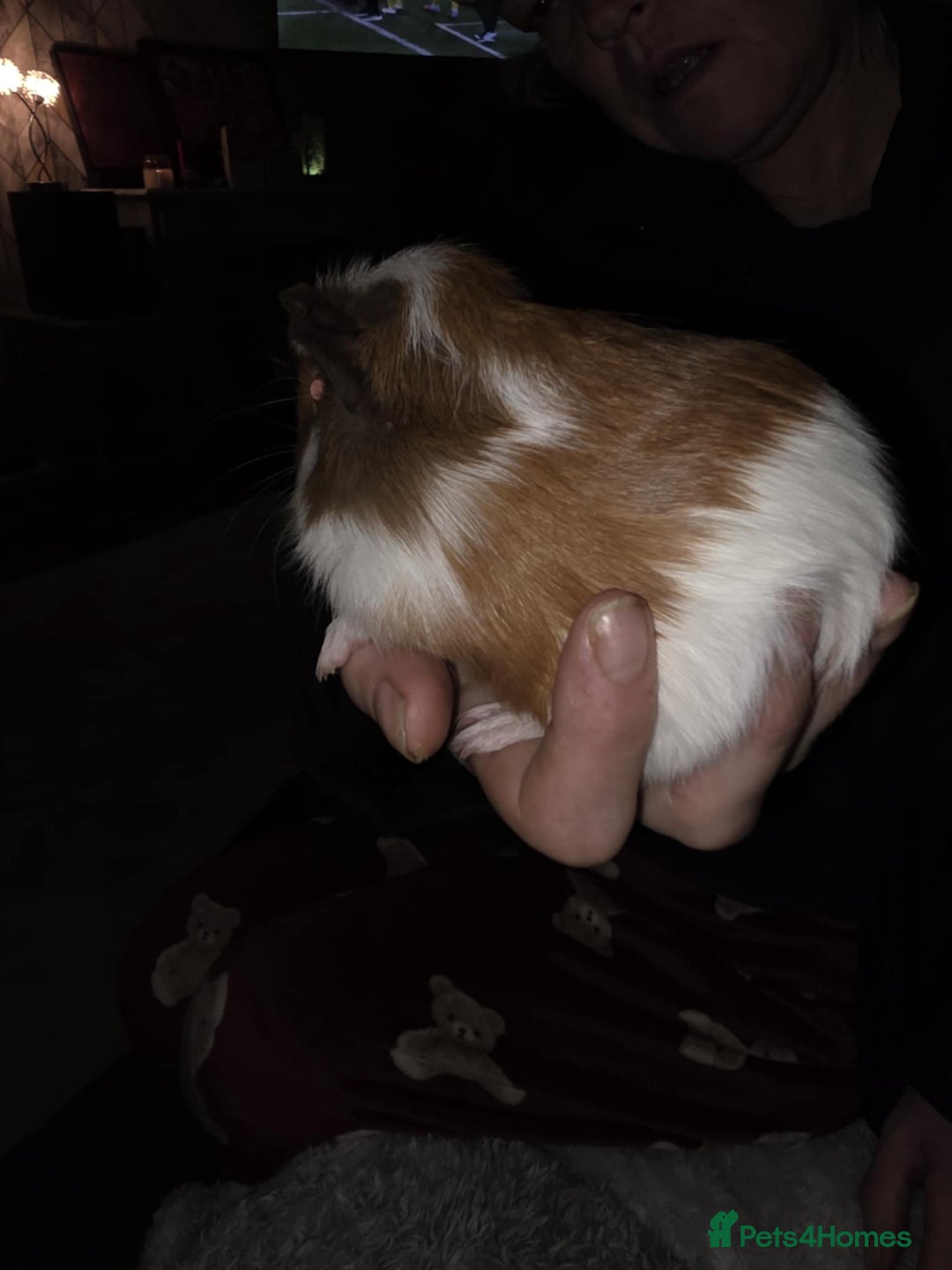 Guinea Pig rodents for sale: 2 boars looking 4 there forever home  - Advert 2