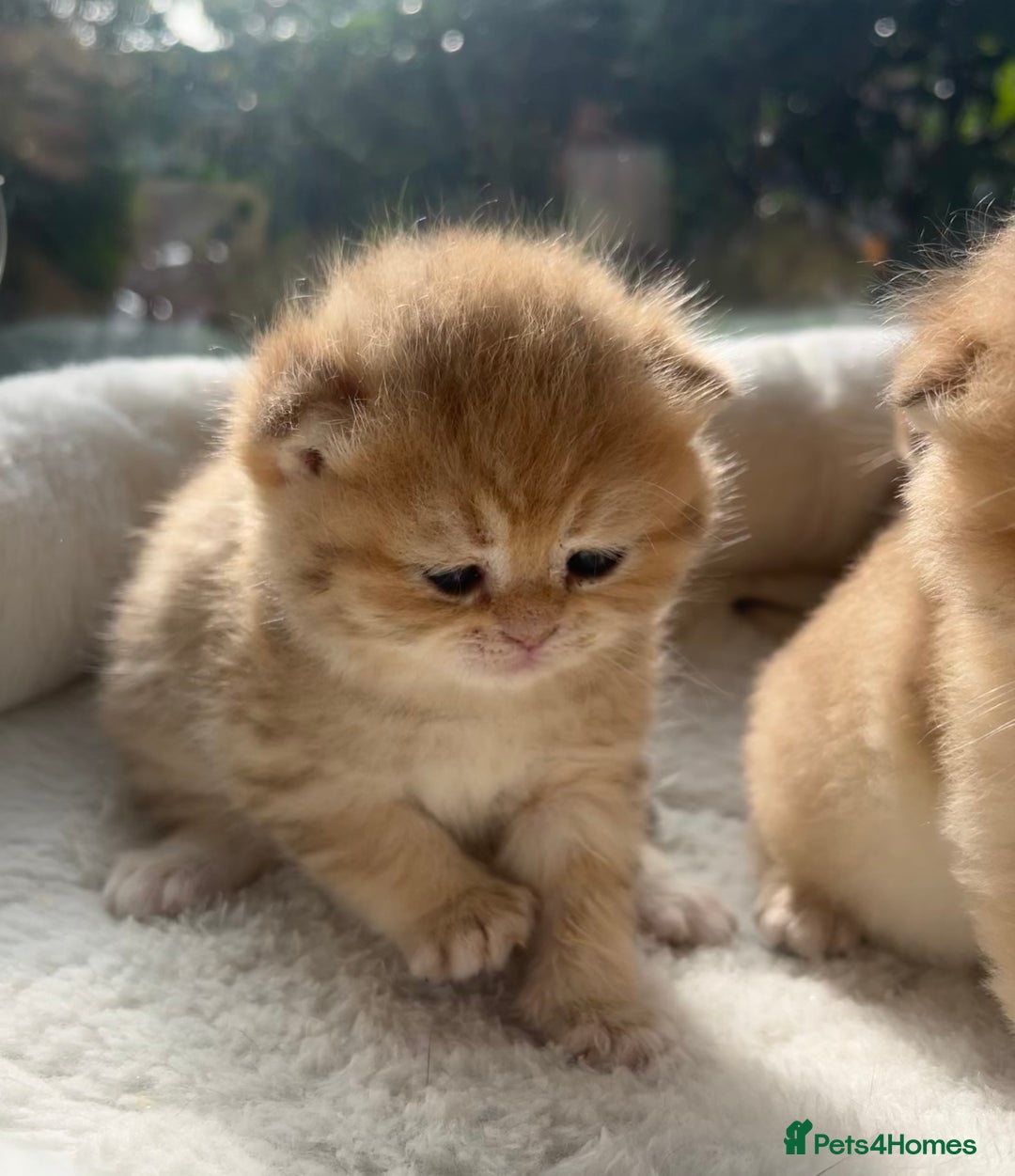 British Shorthair cats for sale: TICA Reg Beautiful Golden & Golden Tabby Bsh  - Image 4