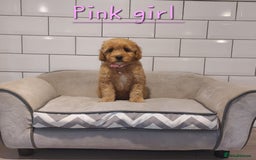 Cavachon dogs for sale: Beautiful Cavapoochons 🥰 - Image 1