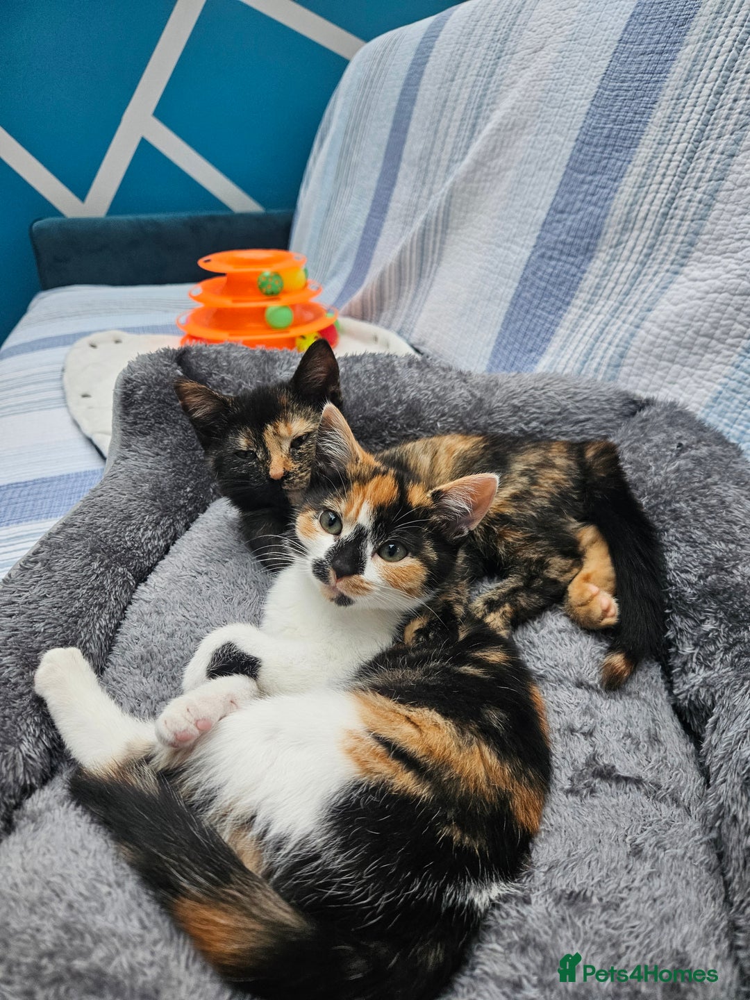 European cats for sale: Lovely 2 sisters kittens ready to find a new home. - Image 5