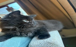 Ragdoll cats for sale: Longhair ragdoll kittens  - Advert 7